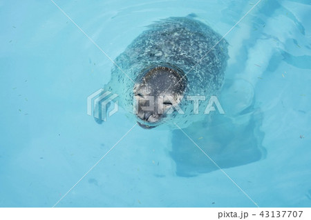 アザラシ 43137707