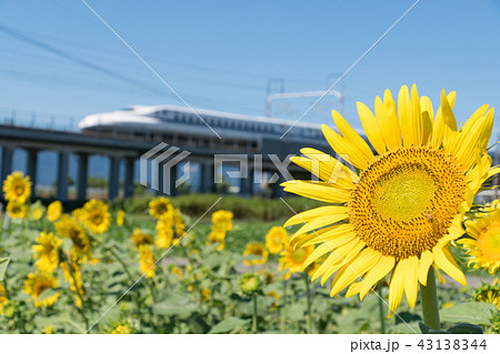 向日葵と新幹線 43138344