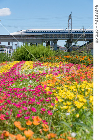 東海道新幹線と夏のお花畑の写真素材