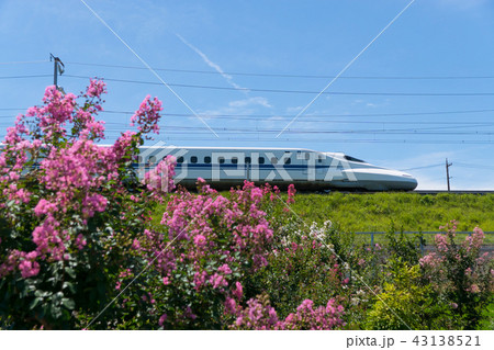 夏のサルスベリと東海道新幹線 夏のサルスベリと東海道新幹線 43138521