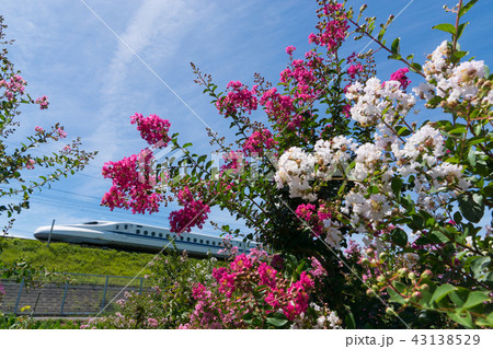 紅白のサルスベリと東海道新幹線N700系 43138529