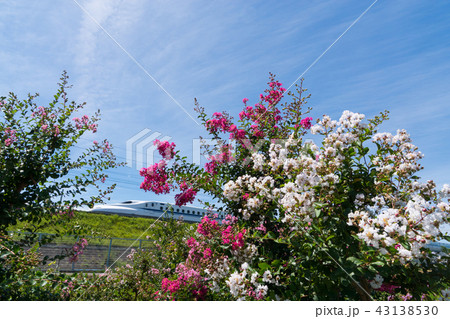 紅白のサルスベリと新幹線 紅白のサルスベリと新幹線 43138530
