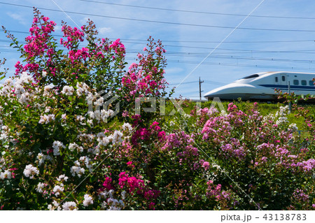 紅白のサルスベリと700系新幹線 43138783