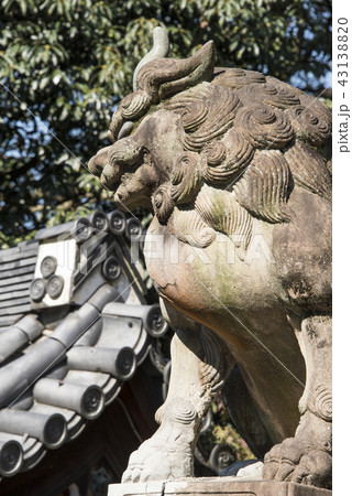 赤い葉 モミジの葉 赤葉 43138820