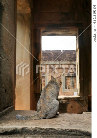 哀愁猫 猫の背中 CAT VIEW ネコ目線 哀愁猫 猫の背中 CAT VIEW ネコ目線 43139084