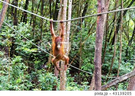 野生の子供オランウータン 野生の子供オランウータン 43139205
