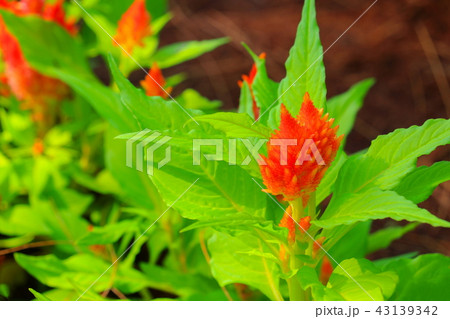 orange plumed cockscomb flower or Celosia argentea 43139342