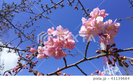 ヤマザクラ ヤマザクラ 43139664