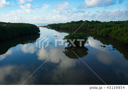 石垣島 マングローブ繁る河口 石垣島 マングローブ繁る河口 43139854