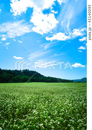 富芦道路 蕎麦畑 43140095