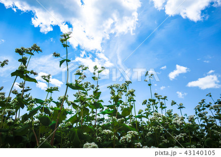 富芦道路 蕎麦畑 富芦道路 蕎麦畑 43140105