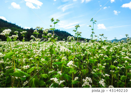 富芦道路 蕎麦畑 43140210
