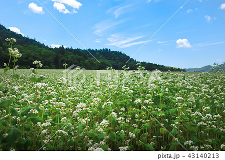 富芦道路 蕎麦畑 43140213