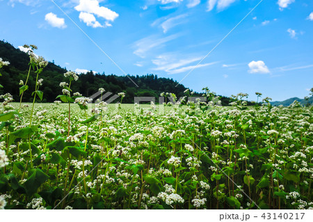 富芦道路 蕎麦畑 43140217