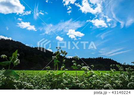 富芦道路 蕎麦畑 43140224