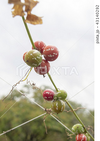 オキナワスズメウリ オキナワスズメウリ 43140292