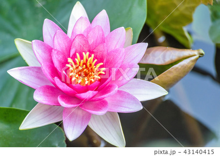 Pink Water lily in close-up shot at local pond 43140415