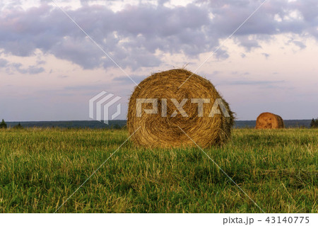 round bales of hay on a beveled meadow round bales of hay on a beveled meadow 43140775