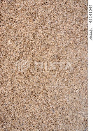 Organic paddy jasmine rice texture for background 43141044