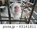 羊 ひつじ ヒツジ 43141811