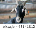 見つめる ながめる 見据える 43141812