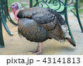 トルコ 七面鳥 ターキー 43141813