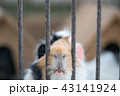 かわいい 可愛い キュート 43141924