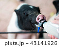白黒 黒白 モノクロ 43141926