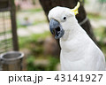 インコ オウム いんこ 43141927