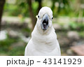 インコ オウム いんこ 43141929