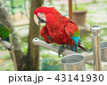 インコ オウム いんこ 43141930