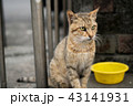 猫 ねこ ネコ 43141931