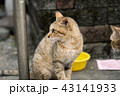 猫 ねこ ネコ 43141933