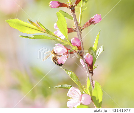 A bee gathers pollen A bee gathers pollen 43141977