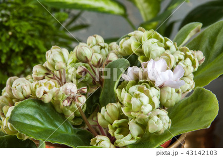 Green plants in brass and copper flower pots 43142103