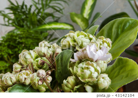 Green plants in brass and copper flower pots 43142104
