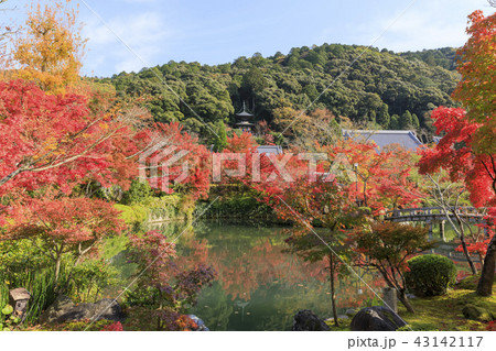 京都・禅林寺・永観堂の紅葉 43142117