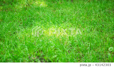 green grass 43142303