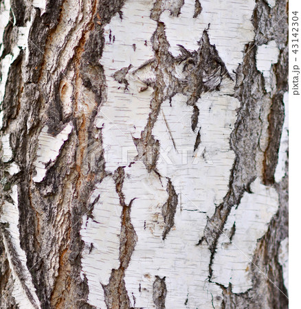 birch bark 43142304