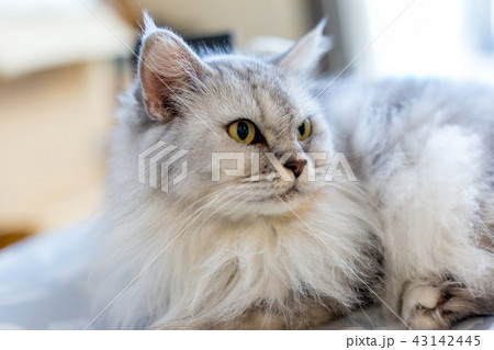 シニア猫　16歳 43142445