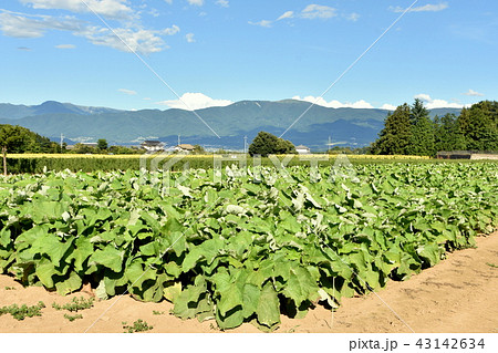 山形村のゴボウ畑の写真素材