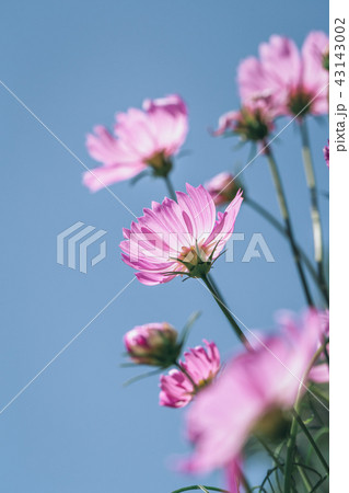 Pink cosmos with blue sky 43143002