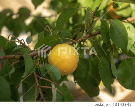 Apricot branch with yellow apricot in private 43143345