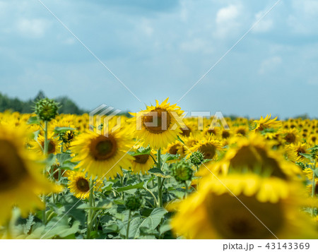 Close up view on sunflowers with yellow petals Close up view on sunflowers with yellow petals 43143369