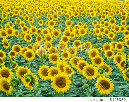 Background of sunflowers field, medium shot. Rural 43143389