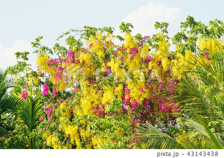 アジアの花、ゴールデン・シャワーとブーケンビリア 43143438