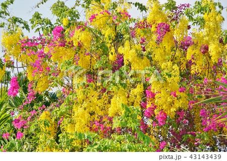 花「ブーゲンビリア、ブーゲンビレア」と「ゴールデン・シャワー」 43143439
