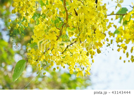 タイ王国の国花「ゴールデンシャワー/Golden Shower」 タイ王国の国花「ゴールデンシャワー/Golden Shower」 43143444