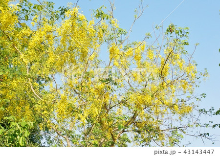 National Flower of Thailand, Golden Shower National Flower of Thailand, Golden Shower 43143447