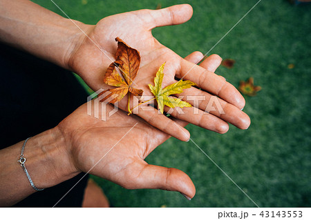 Yellow autumn leaves in the palm of a girl. Yellow autumn leaves in the palm of a girl. 43143553